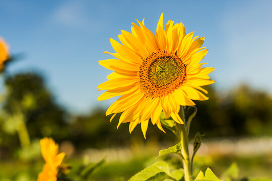 Close-up of sunflower