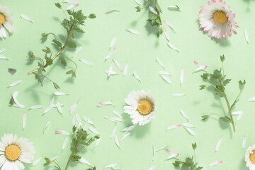 Seamless patterns with daisy flower on green backgrounds. Cute wallpaper.