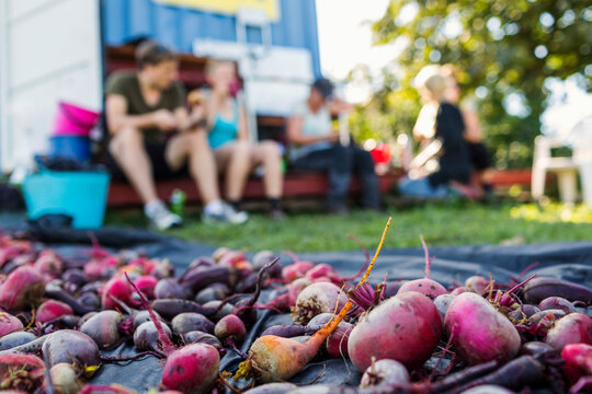 Beetroots on blanket, people sitting in background
