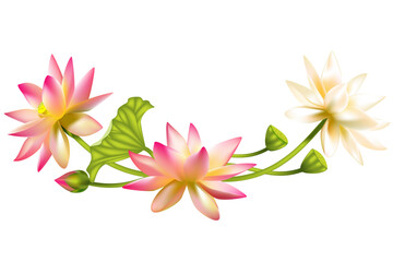 Lotus. Flowers. Floral background. Water lily. Buds. Petals. Vector illustration. Isolated. White background. Border.