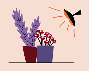 Spring seedling and winter growing of exotic tropic plants under phyto lamp indoor. 