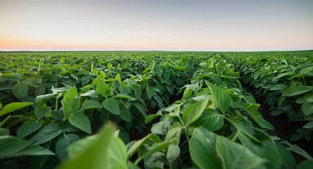 Soybean field ripening at spring season, agricultural landscape © Vesna