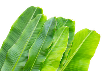 Fresh banana leaves on white background.