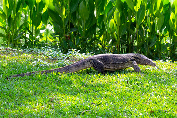 Water monitor in the park