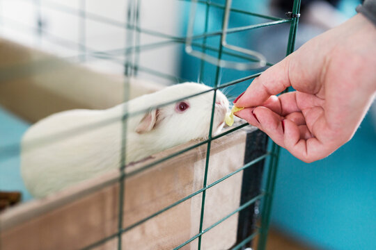 Female hand feeding guinea pig
