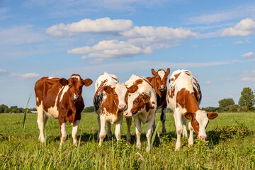 Fototapeta na wymiar Group calf cows in a row, side by side, standing playful in a green meadow, together in a pasture under a blue sky