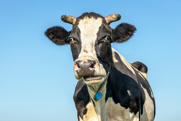 Chewing cow, ruminate black and white, looking disturbed, horns and mouth open, a blue sky background