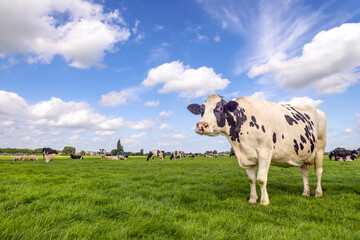 Cow full length in a field black and white, standing milk cattle, a blue sky and horizon over land...