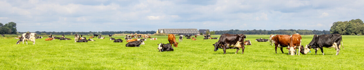 Group of cows grazing in the pasture, peaceful and sunny in Dutch landscape of flat land with a blue sky with white clouds - Powered by Adobe