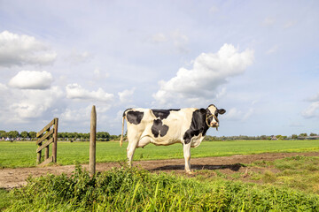 Dairy cow walking on a path passing a gate, black and white looking at camera, side view in a field under a blue sky