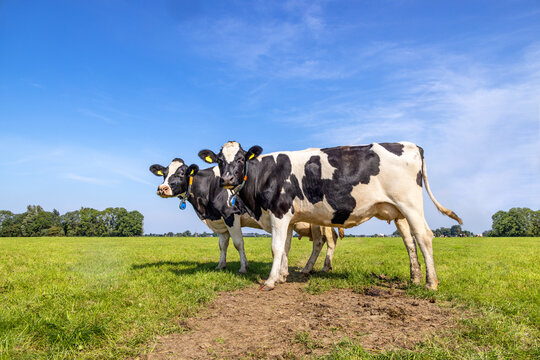 Two black and white cows, frisian holstein, standing in a pasture under a blue sky in a green field