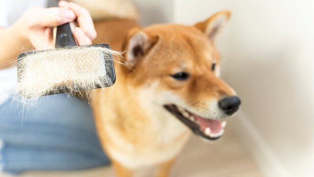 Cropped image of woman combing hair of Shiba Inu dog with comb brush. Idea of relationship between human and animal. Idea of pet care. Beautiful furry dog looking away. White background in studio