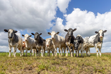 Cows group in front row, a black and white herd together in a field, happy and joyful and a blue cloudy sky