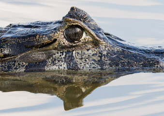 Yacare Caiman
(Caiman yacare)