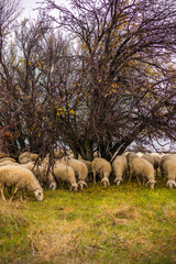 Naklejka premium sheep in the meadow outdoor 