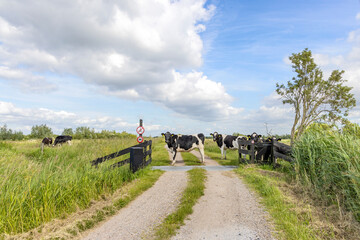 A group cows passing cattle grid road, crossing path and gate open in agricultural land, bright...
