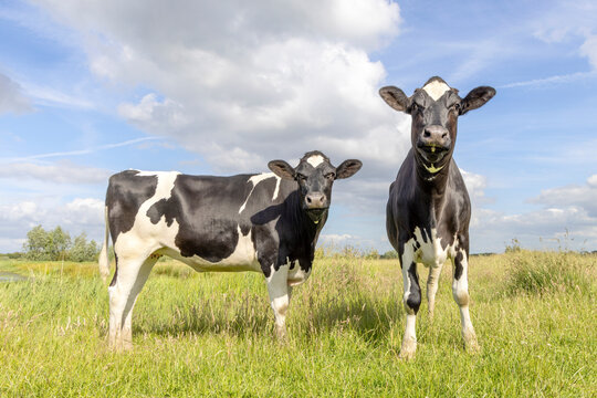 Two dairy cows, heifer black and white, standing front and side view, in the Netherlands, friesian holstein and a blue sky, horizon over land