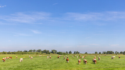 Group of cows grazing in the pasture, peaceful and sunny in Dutch landscape in Holland of flat land...