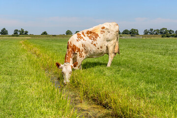 Cow drinking water on the bank of a creek, head down, a rustic country scene, in a green field in...
