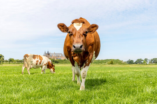 Cow standing full length in front view and copy space, cows in background, green grass in a field and a blue sky.