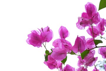 Fototapeta na wymiar A bouquet of sweet pink Bougainvillea flower blossom with green leaves on white isolated background