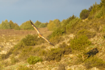 Griffon vulture flying over the trees with green leaves in spring at dusk