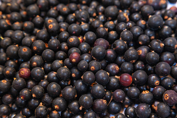 A lot of black currant berries, close-up.