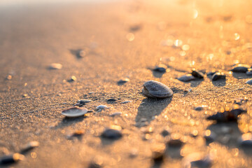 Sea shells on sand