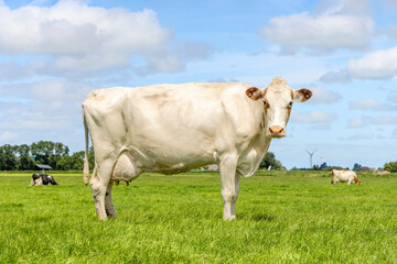 Dairy cow, white blonde, side view, horizon, fully length in focus looking at the camera, blue sky and a green field