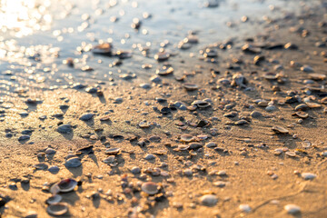 Sea shells on sand