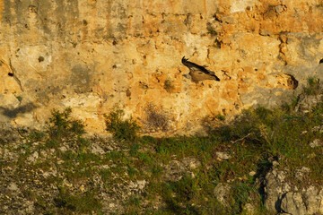 Griffon vulture landing on granite rock in the early morning sunshine