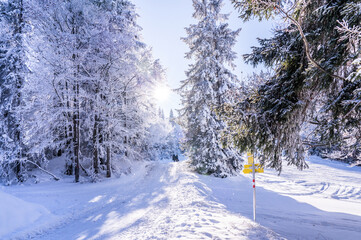 Winter forest in Seefeld, Austria