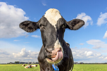 Cow is nose picking with tongue, funny portrait of a relaxed black and white livestock