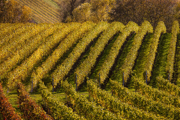 Landschaft mit H&uuml;gel und Weinreben mit herbstlicher F&auml;rbung