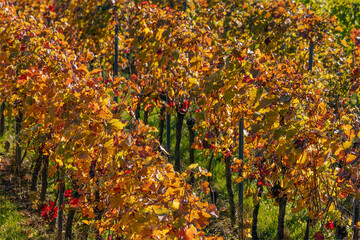 Blätter von Weinreben in herbstlichen Farben