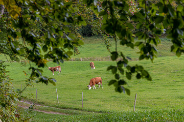 grasende Kühe auf Weide mit Buchenblätter im Vordergrund