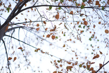 Unfocused natural background of the autumn forest in close-up, through the branches of a lime tree. Beautiful close-up of falling autumn leaves with the ability to copy. High quality photo