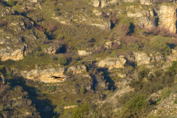 Griffon vulture flying among the granite rocks at sunrise