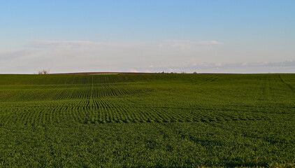 Fototapeta na wymiar Agriculture.A vast expanse of green wheat field.