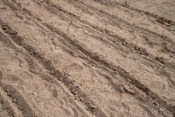 Sowing peas by hand in rows in prepared soil. Spring work in the garden. Sowing green peas.