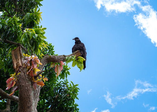  Zamuro Venezolano ave muy t&iacute;pica del pa&iacute;s (Cathartes melambrotus).