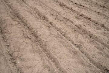 Sowing peas by hand in rows in prepared soil. Spring work in the garden. Sowing green peas.