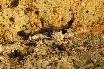 Griffon vulture landing on granite rock in the early morning sunshine