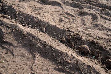 Sowing peas by hand in rows in prepared soil. Spring work in the garden. Sowing green peas.