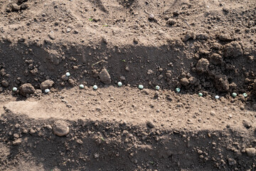 Sowing peas by hand in rows in prepared soil. Spring work in the garden. Sowing green peas.