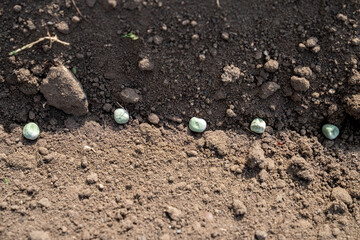 Sowing peas by hand in rows in prepared soil. Spring work in the garden. Sowing green peas.