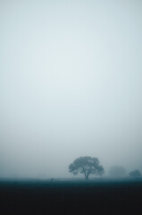 Árbol en niebla, soledad.