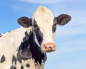 Cute cow black and white, dairy milker looking softly,, medium shot, pink nose and blue sky