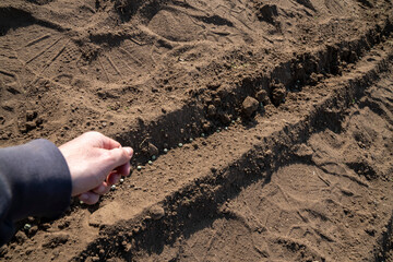 Sowing peas by hand in rows in prepared soil. Spring work in the garden. Sowing green peas.
