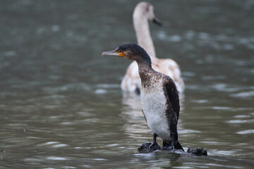 Great cormorant ,,Phalacrocorax carbo,, on danube river, Danubian wetland, Slovakia